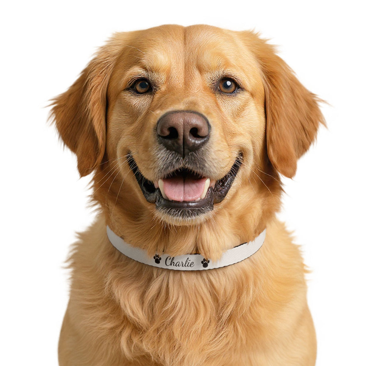 Personalized Pet Name Collar