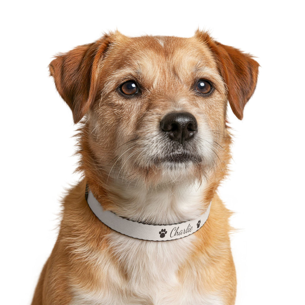 Personalized Pet Name Collar